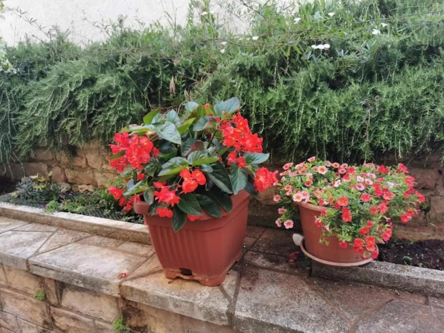 Appartamento App Carla Novigrad Istria Esterno foto